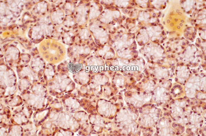 Glande salivaire x100 - gryphea.org